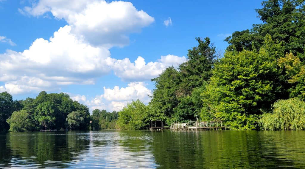 Graureiher am Tegeler See