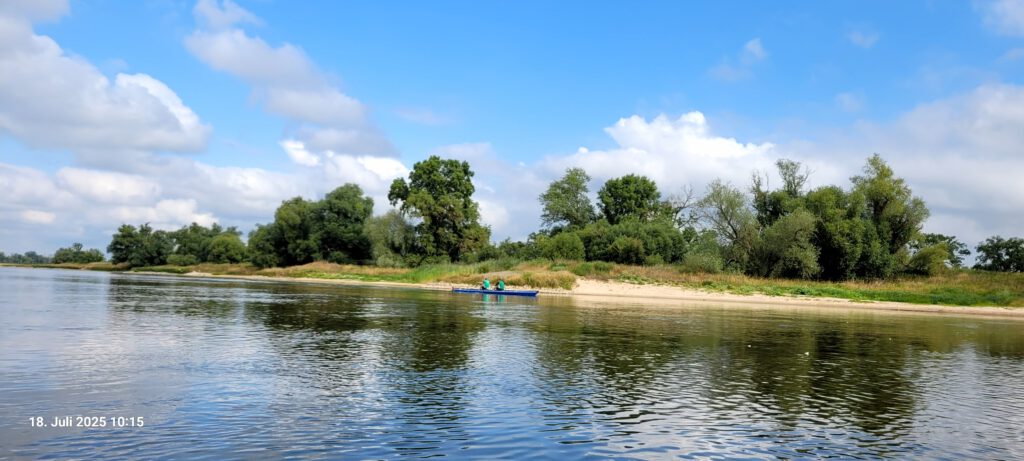 Ruderer auf der Elbe vor Schönebeck