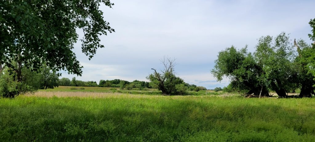 Wiesenlandschaft an der Oder